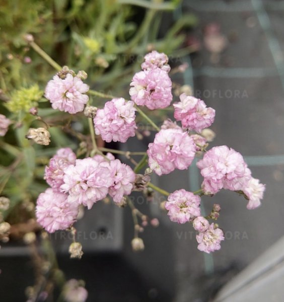 Gypsophila 'Pink Wedding' Kipslill